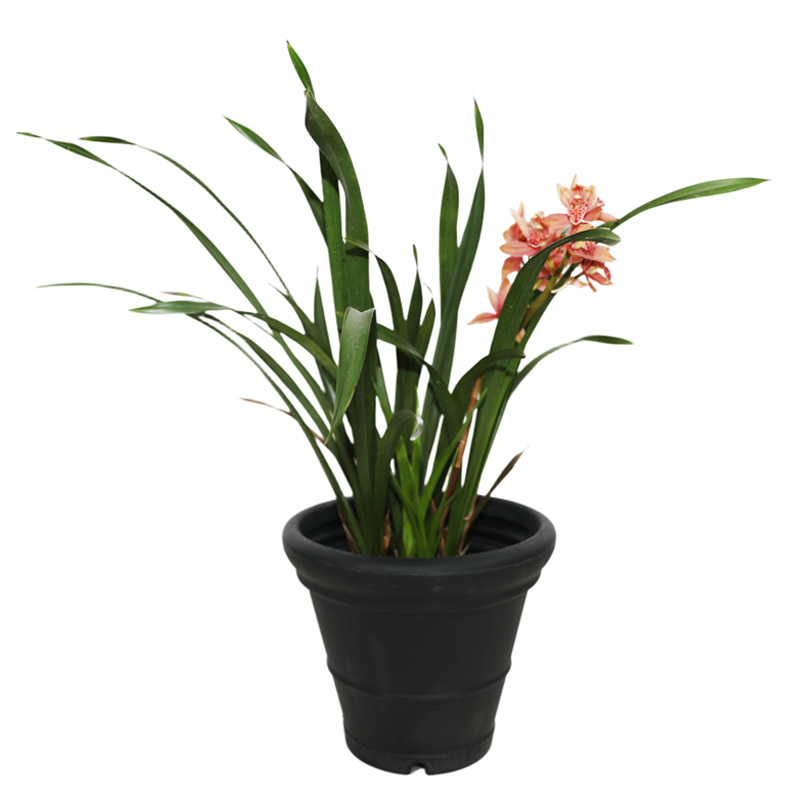 HF-Y-φ500*425*280mm LLDPE Rotational Molding Flower Pot